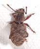 Otiorhynchus sp.